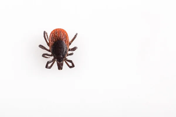 Tick - succhiare il sangue parassita aracnide — Foto Stock