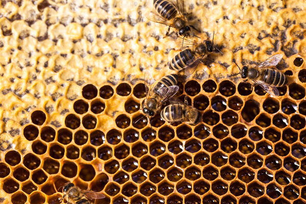Macro shot of bees swarming