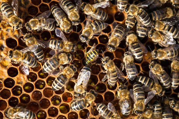 Makroaufnahme von Bienenschwärmen — Stockfoto