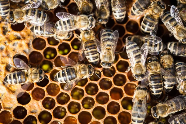 Macro disparo de abejas enjambre — Foto de Stock