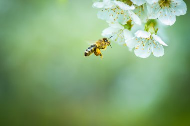 Honey bee in flight at cherry tree clipart