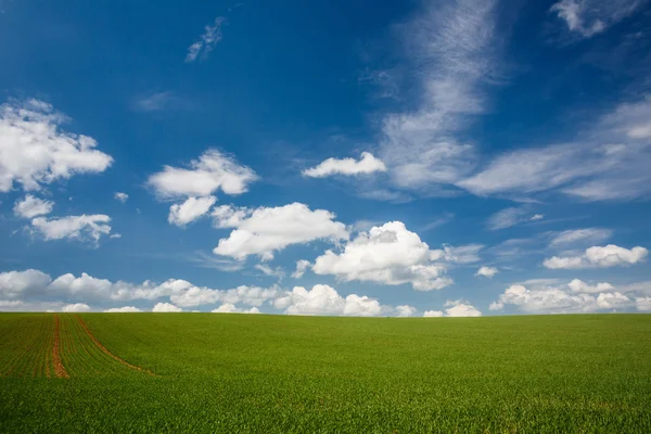 Encantador campo de verão com céu azul — Fotografia de Stock