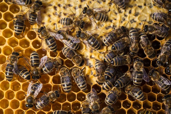 Abelhas enxameando em um favo de mel Imagem De Stock