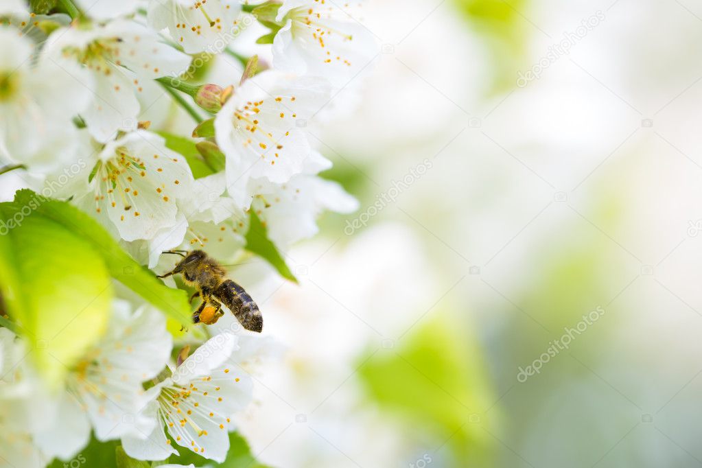 Honey bee in flight at cherry tree