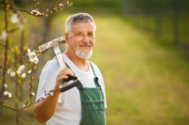 Handsome senior man gardening in his garden clipart