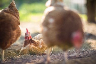 Bir çiftlikte tavuk (Gallus gallus domesticus) 