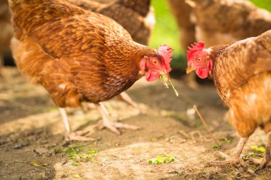 Bir çiftlikte tavuk (Gallus gallus domesticus) 