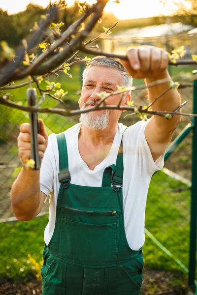 Bello uomo anziano giardinaggio nel suo giardino — Foto Stock