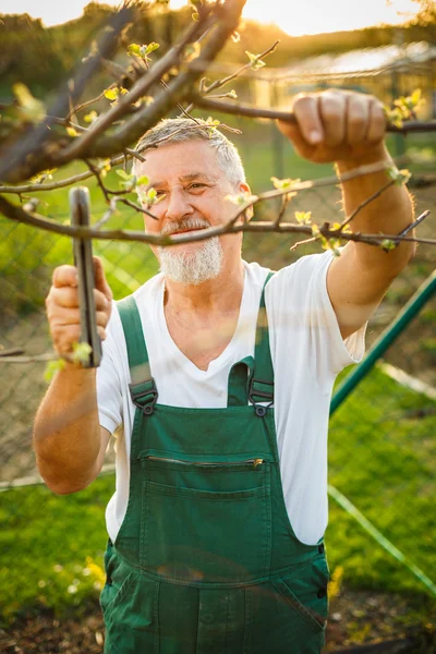 Knappe senior man in zijn tuin tuinieren — Stockfoto