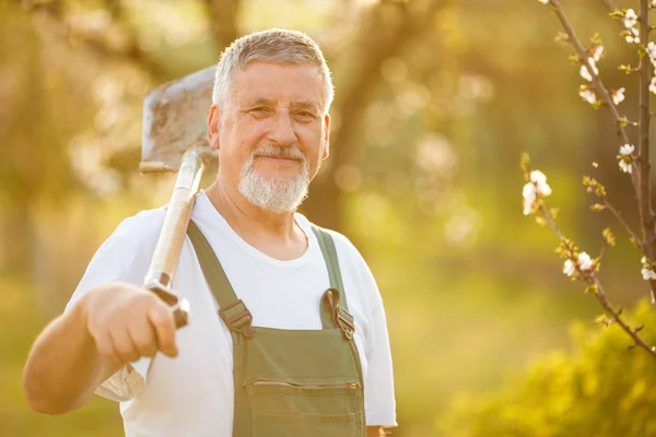 Guapo hombre mayor jardinería en su jardín — Foto de Stock