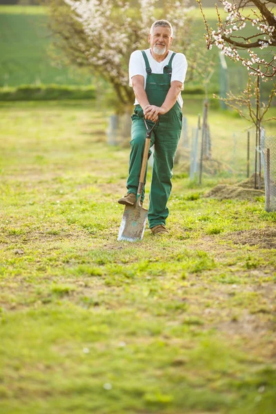 Vacker äldre man trädgårdsskötsel i sin trädgård — Stockfoto
