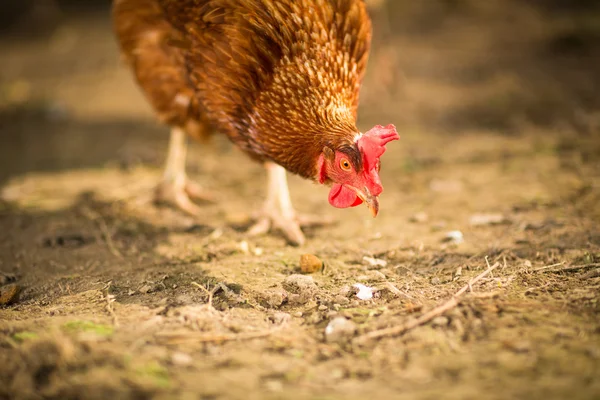 Hen in a farmyard (Gallus gallus domesticus) — Stock Photo, Image