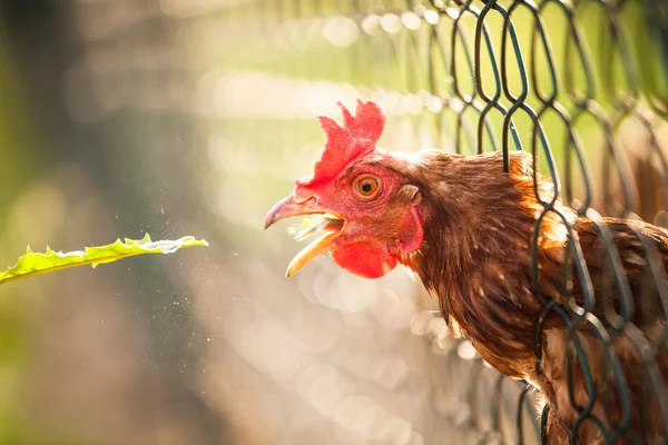 Bir çiftlikte tavuk (Gallus gallus domesticus) 