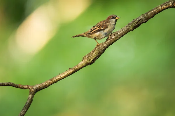 House Sparrow (Passer domesticus) — Stock Photo, Image