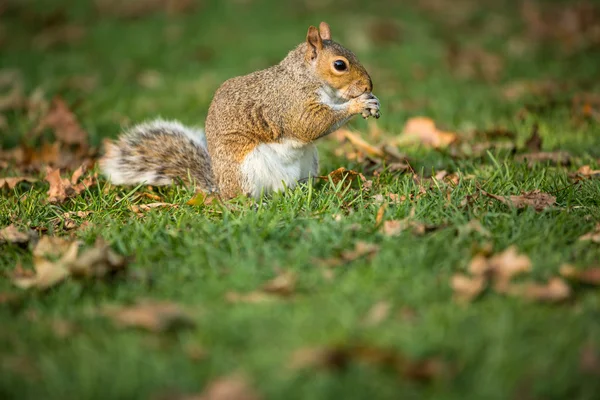 Doğu Gri Sincap (Sciurus carolinensis) — Stok fotoğraf