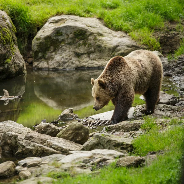 Niedźwiedź brązowy (Ursus arctos) — Zdjęcie stockowe