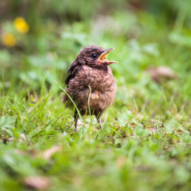 Bir bebek ortak Blackbird closeup