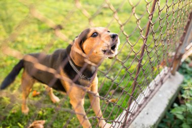 Şirin bekçi köpeği çit, arkasında havlayan