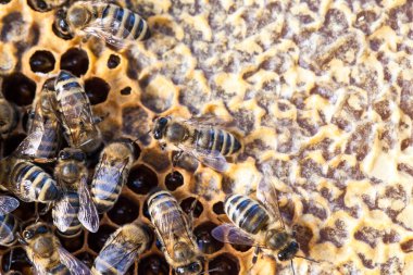 makro çekim kaynıyor arı