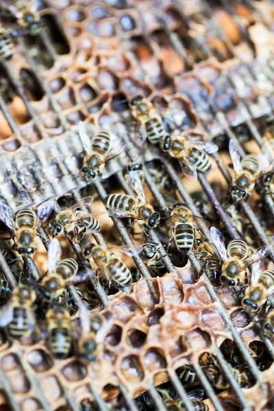 Macro-opname van de zwermen bijen — Stockfoto