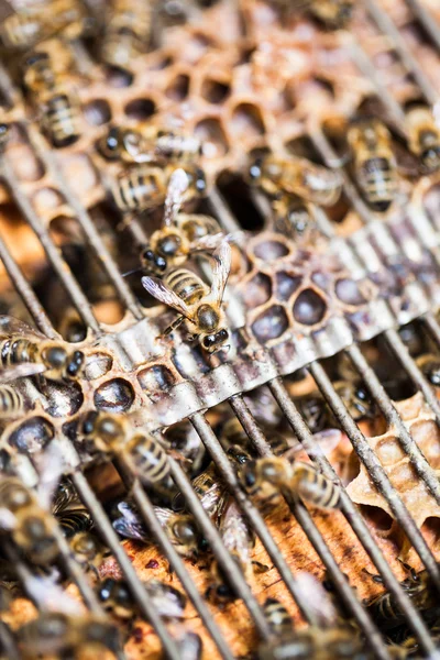 Makro lövés a nyüzsgő méhek — Stock Fotó