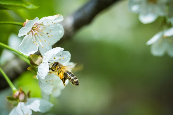 Honey bee approaching blossoming cherry tree — Stock Photo, Image