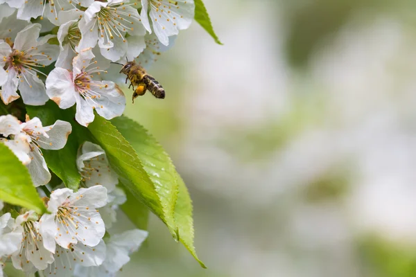 Honungsbiet närmar sig blommande cherry tree — Stockfoto