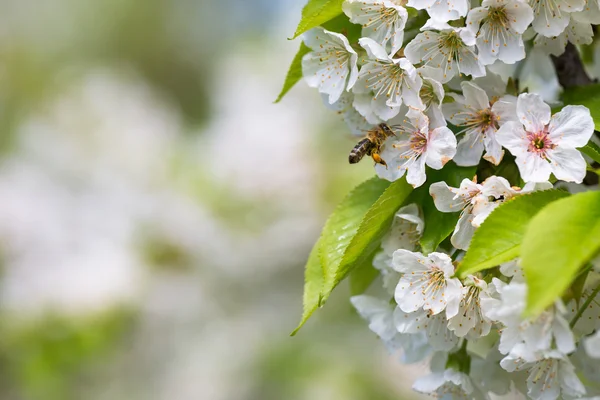 Honey bee approaching blossoming cherry tree — Stock Photo, Image