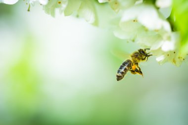 Honey bee in flight clipart