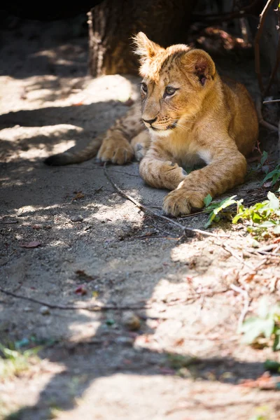 Louveteau lion mignon — Photo