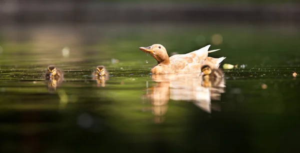 Roztomilé kachna rodina na rybník — Stock fotografie