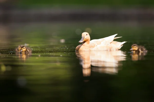 Roztomilé kachna rodina na rybník — Stock fotografie