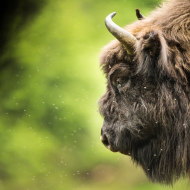 Avrupa bizonu (Bison bonasus)