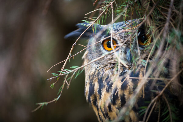 Eagle Owl, Bubo bubo