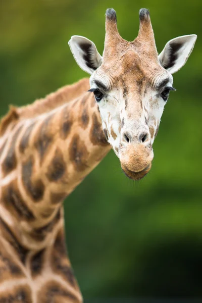 Жираф (Giraffa camelopardalis ) — стоковое фото