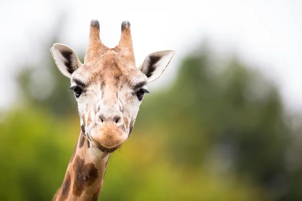 Jirafa (Giraffa camelopardalis ) — Foto de Stock