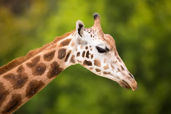 Zsiráf (giraffa camelopardalis) — Stock Fotó