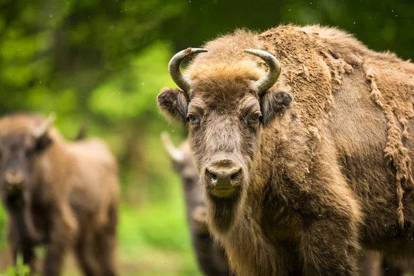 Европейский бизон (Bison bonasus) — стоковое фото
