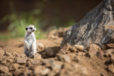 tetikte meerkat nöbet