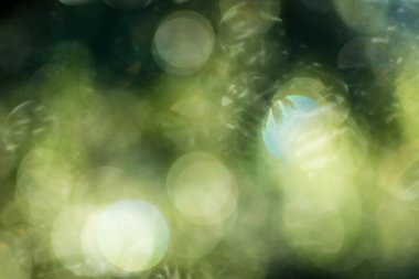 Yeşil bokeh açık renkli
