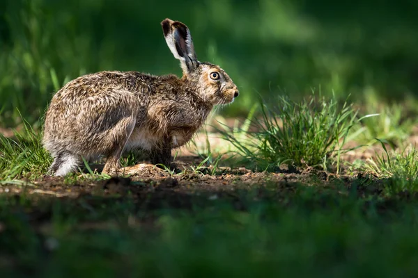 Iepure brun (lepus europaeus ) — Fotografie, imagine de stoc