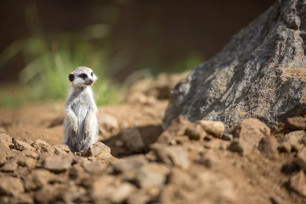 Waakzaam meerkat staande guard — Stockfoto