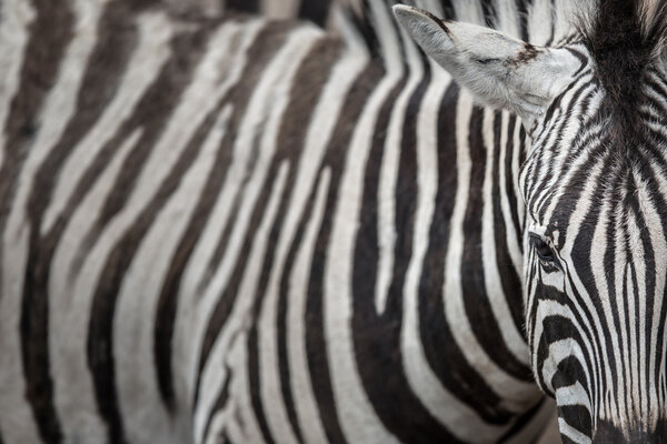 Zebra - close-up view