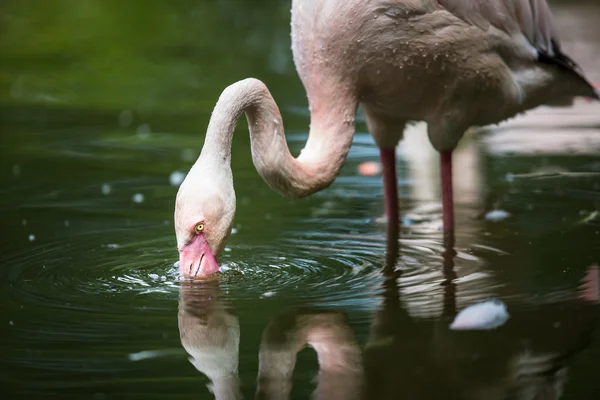 Pink Flamingo feeding in water — Stock Photo, Image