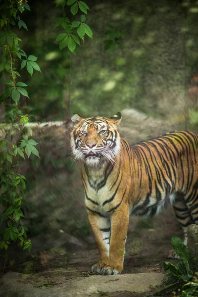 Nahaufnahme eines sibirischen Tigers auch als Amurtiger bekannt — Stockfoto