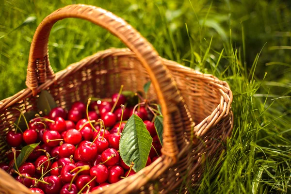 Freshly picked cherries in a basket in the garden — Stock Photo, Image