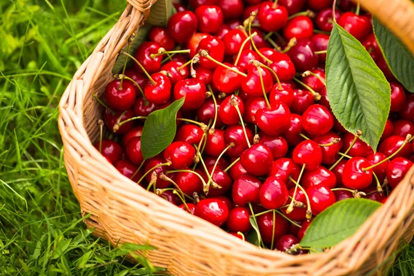 Freshly picked cherries in a basket in the garden — Stock Photo, Image