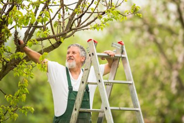 Senior man gardening in his garden (color toned image) clipart