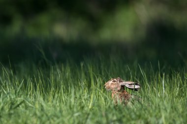 Brown hare in grass clipart