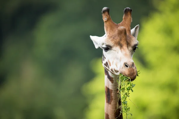 Girafa (Giraffa camelopardalis) sobre fundo verde — Fotografia de Stock